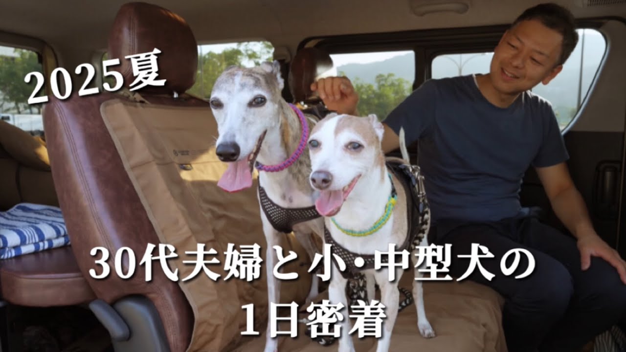 30代夫婦と小・中型犬の夏の1日に密着！イタグレとウィペットの暮らしをご紹介