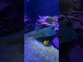 Stunning colors on these epic looking fish