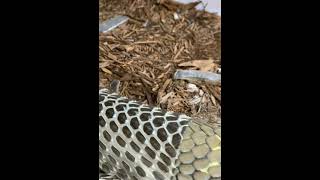 Snake Changes Its Skin