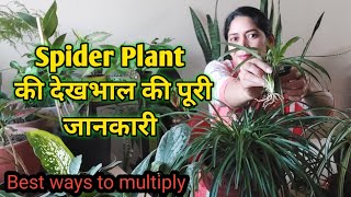 Spider  plant care_ How to grow and propagate spider Plant? Spider Plant ी देखभाल की पूरी जानकारी