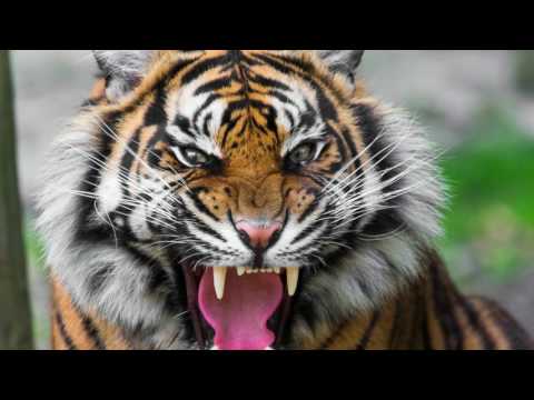 sound of tiger