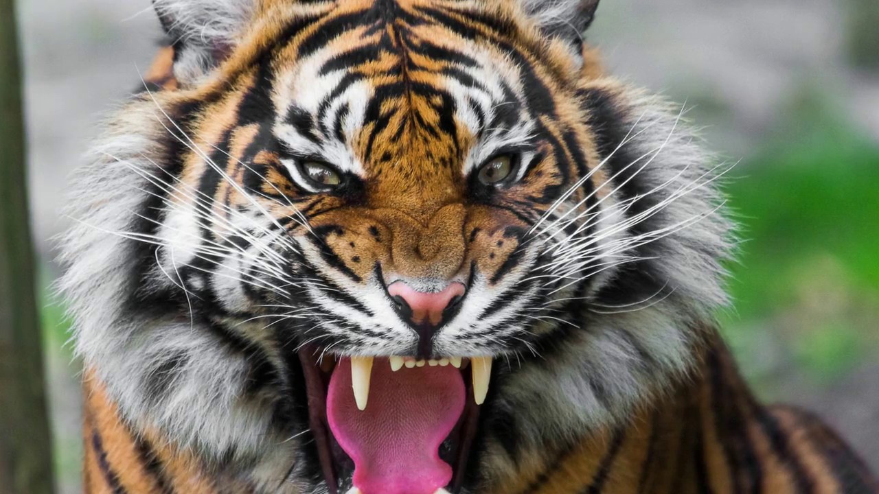 Tiger Roar Sound Effect 