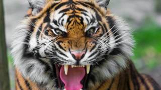 sound of tiger growling - tiger sound effect loud
