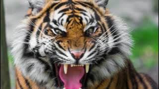 sound of tiger growling - tiger sound effect loud