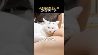 고양이 알레르기 집사와 개냥이 고양이 #cat
