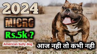 2024 का सबसे कम प्राइज | झटका लगने वाला है | Micro American bully in cheapest price