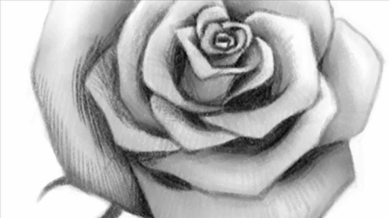 Black And White Shaded Flower Drawing