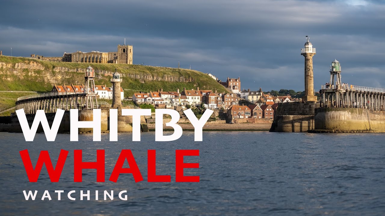 whale watching tours whitby