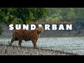 Mysterious sundarban  complete tour guide  largest mangrove forest in the world  west bengal