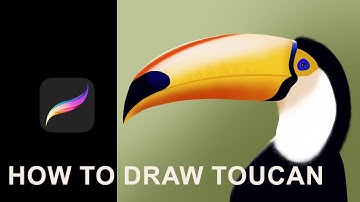 How to draw Toucan Bird | Digital art procreate Ipad pro