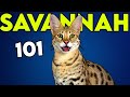 SAVANNAH CAT 101: Learn EVERYTHING About Them