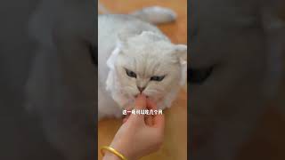 原来猫咪也知道得了别人的帮助要报恩吗#猫咪 #萌宠