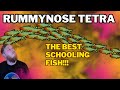 Rummynose tetra everything you need to know complete care guide