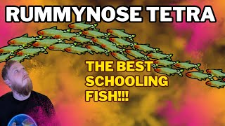 Rummynose Tetra: EVERYTHING you need to know! Complete care guide.
