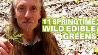 11 Springtime Wild Greens to Forage After Winter