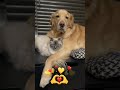 Kitten in love with golden retriever