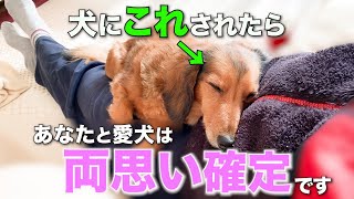 【徹底解説】飼い主と両思いな犬だけが見せる可愛らしい仕草6選