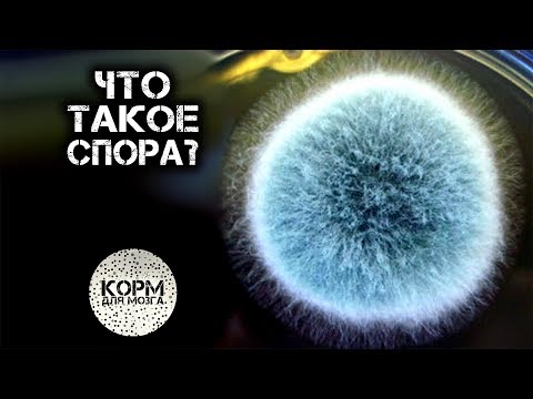 Видео: Какие споры образуются?