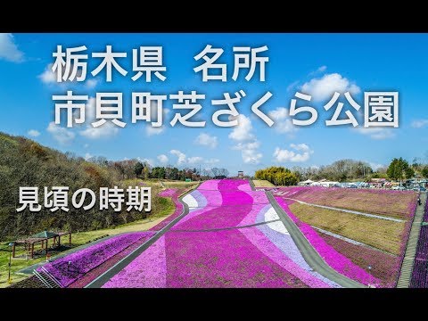 ドローン男子空撮【市貝町芝ざくら公園】栃木名所 4k drone japan Shibazakura