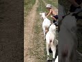 Всадник на -коне- козе - Ездовая коза