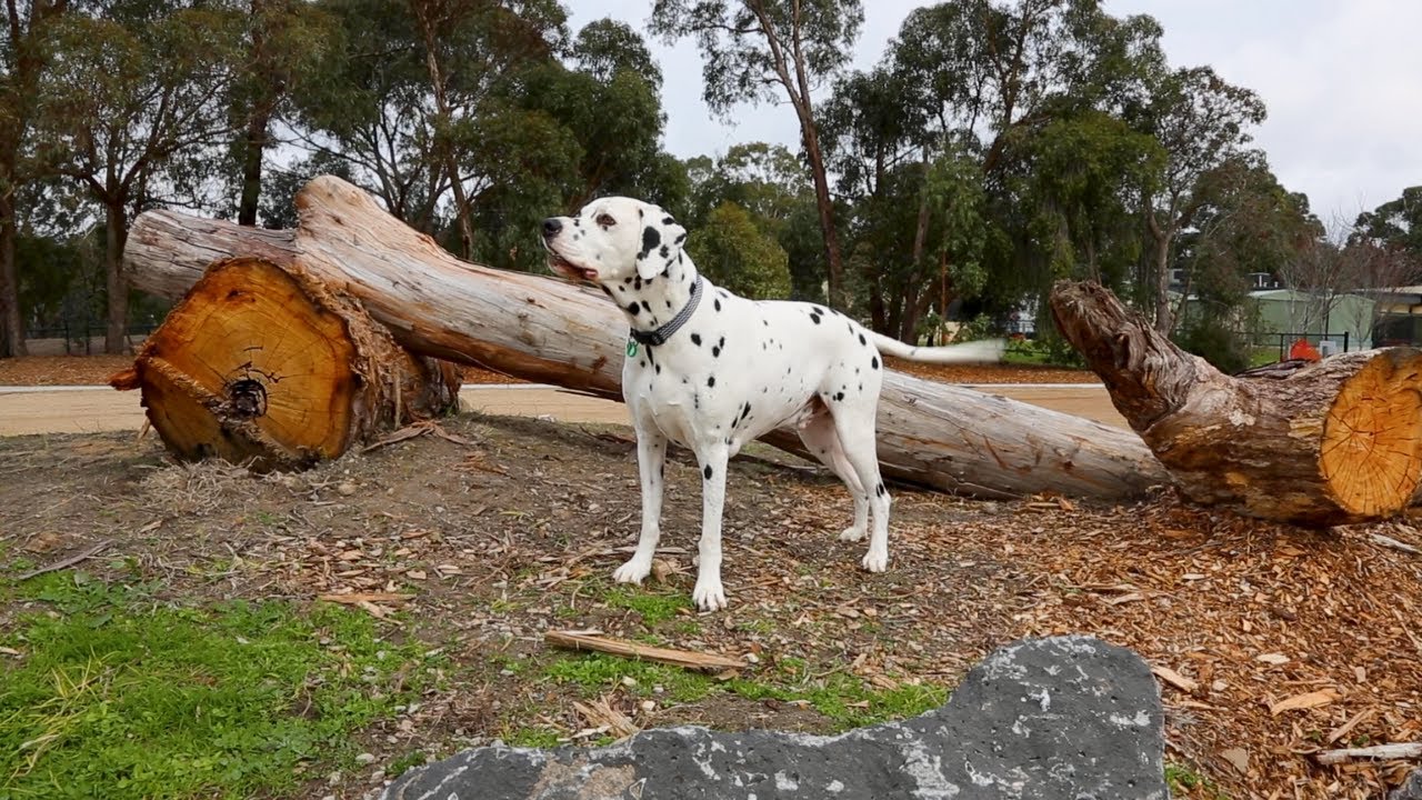 Visit Parkwood Dog Park YouTube