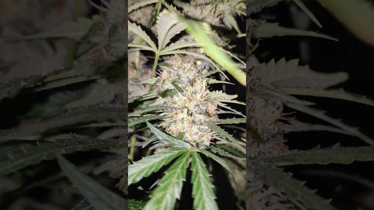 Gorilla cookies semana 10 