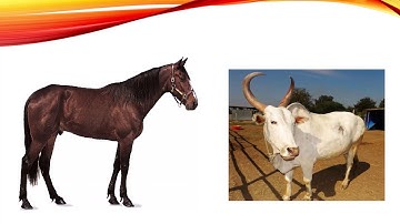 STD3 EVS SO MANY KINDS OF ANIMALS MAHARASHTRA BOARD