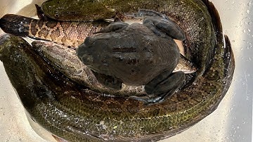 Đi ￼thăm đêm dính được Hugo và ếch bà to 