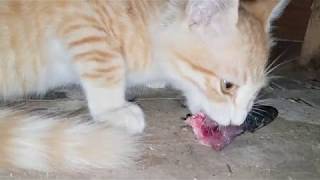 Angry Cat Eat Fish by Animals Love 301 views 5 years ago 3 minutes, 44 seconds