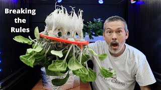 Breaking the Rules with the Best Hydroponic System for Beginners