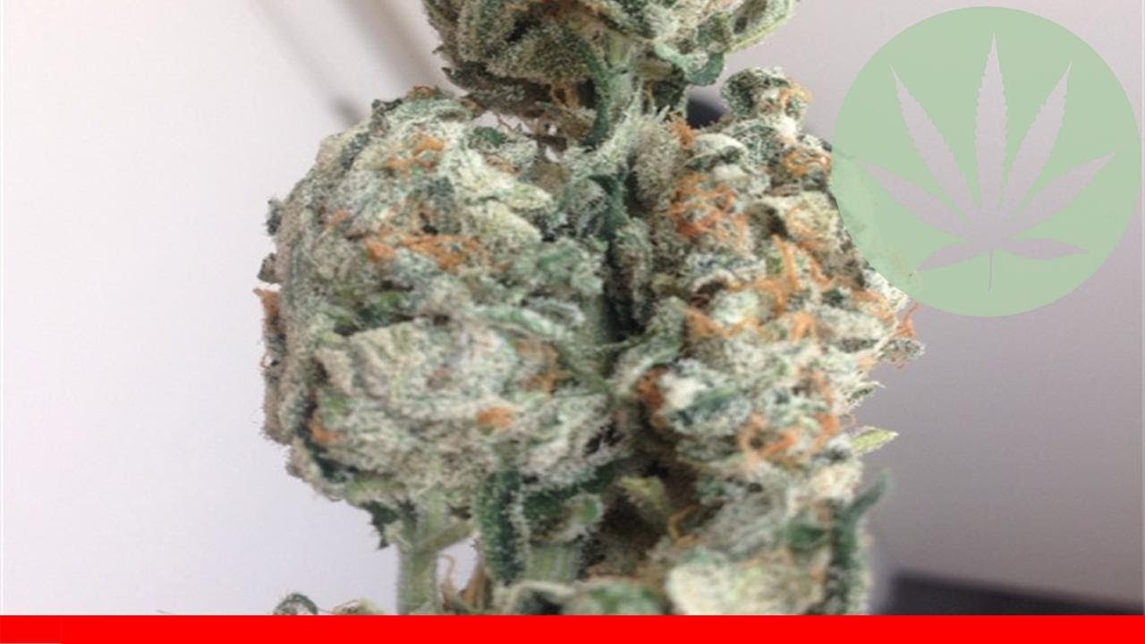 White Siberian - All About This Strain