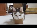 まるの教えを忠実に守るねこ。-Miri faithfully follows Maru&#39;s teachings.-