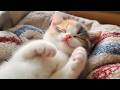 Sleeping Music for Anxious Cats - Sleepy Cat Tunes with Purring Sounds, Cat Meowing Lullaby Music