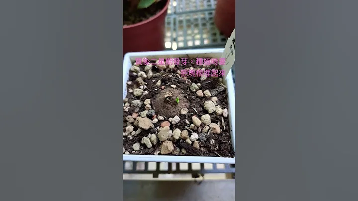 圆叶山乌龟，种植时要把块根埋起来，用土全部埋起来。夏天较快发芽 - 天天要闻