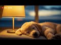 🐾 Cozy Puppy Dreams | Peaceful Sleep by the Warm Lamp ✨