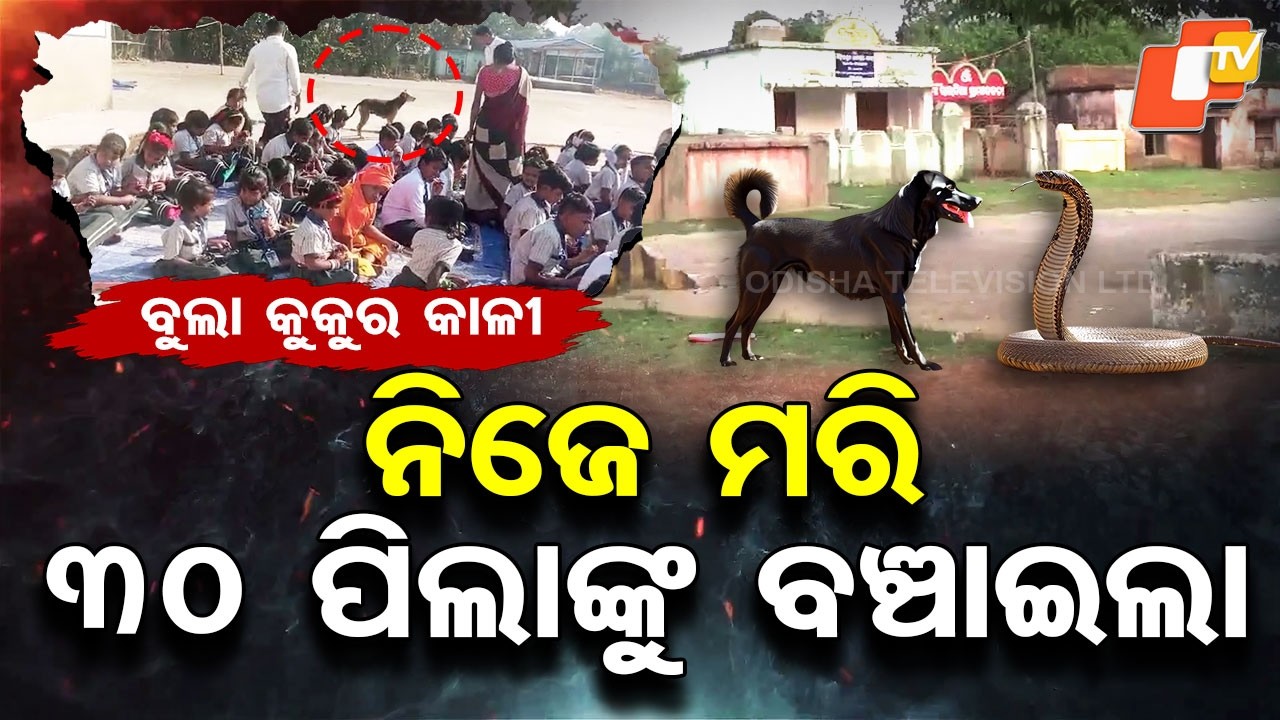 Special Story: Stray Dog Sacrifices Life to Save 30 School Children from Venomous Snake