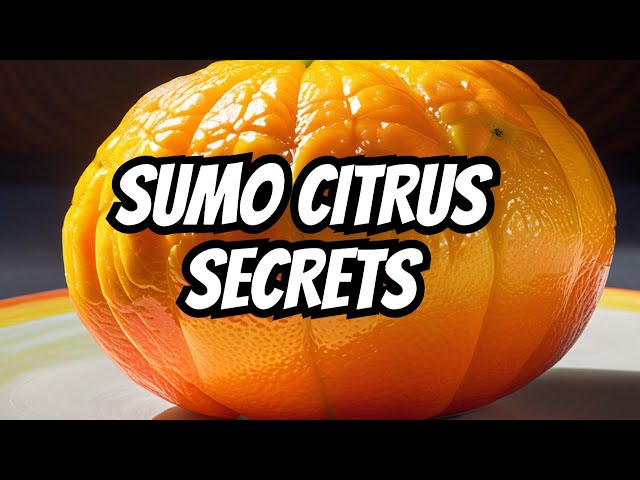 The Original Sumo Citrus - Accept No Substitutes - Perishable News