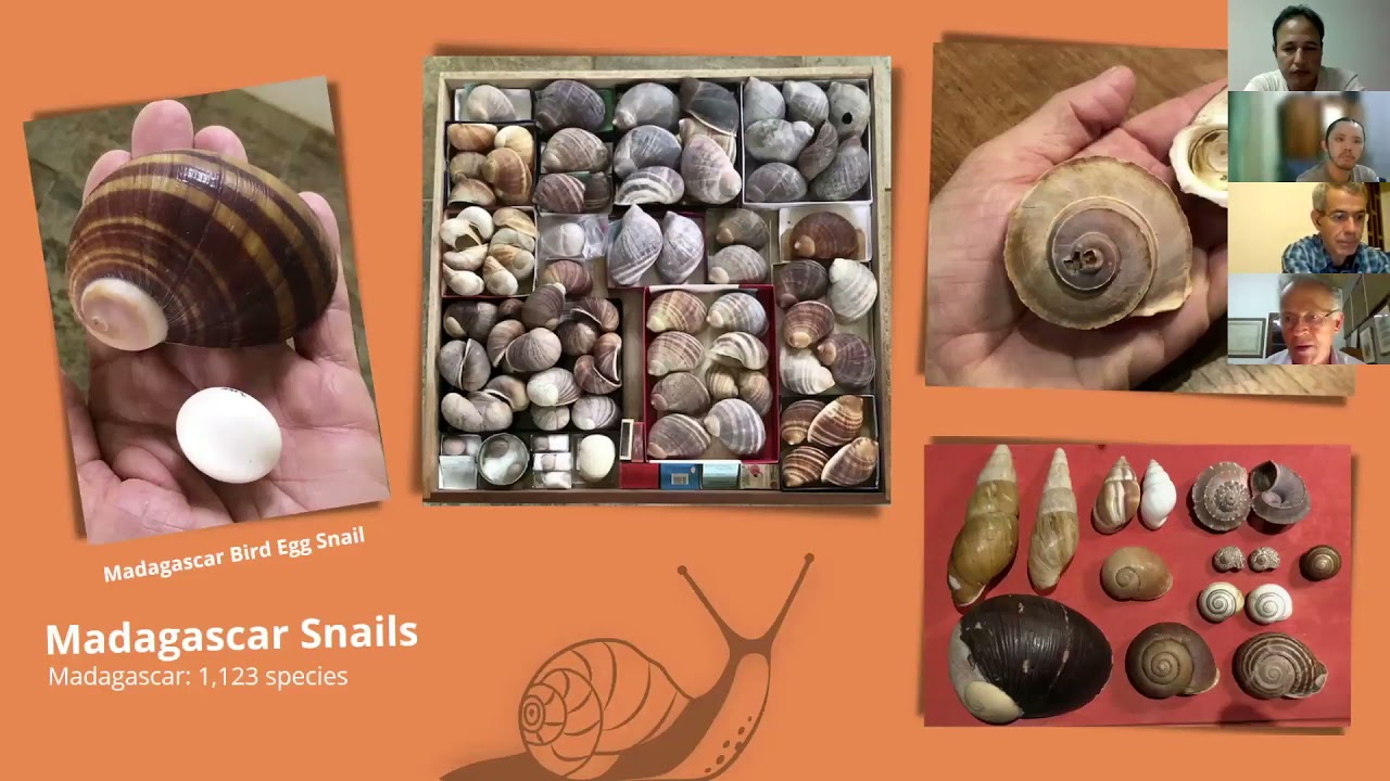 Ebony Forest Mauritius Snails Webinar