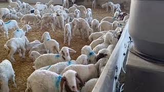 فيديو توضيحي عن تربية الخرفان