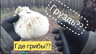 ГРУЗДИ (грибы) в лесу возле дома/mushroom picking