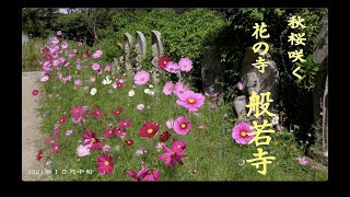関西花の寺 奈良のコスモス寺般若寺は 秋桜が見頃となりました２０２１年１０月中旬 Youtube