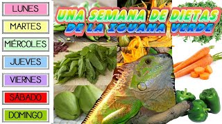 Una Semana De Dietas Para La Iguana Verde (Con todo lo indispensable y barato)