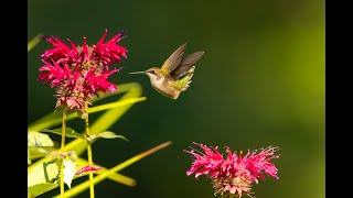 Ruby-throated hummingbird drinking nectar from a bee balm, shot with a Canon EOS R5 and a 600 f4 iii