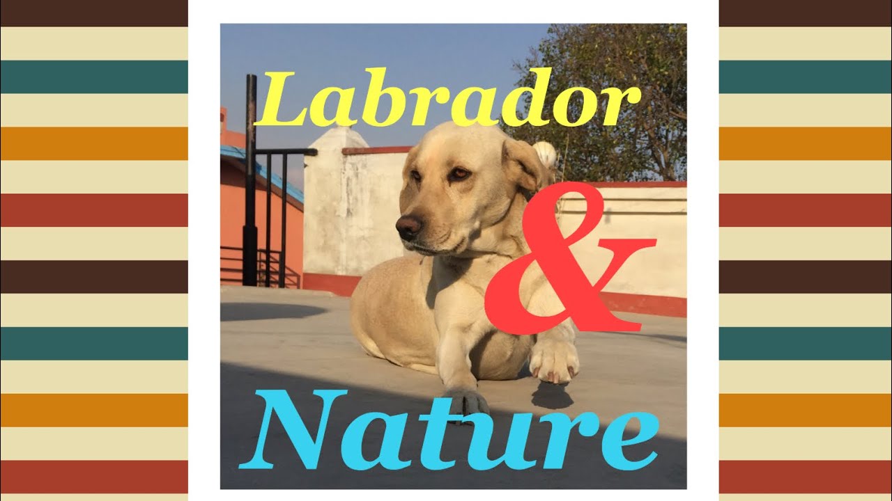 Labrador dog YouTube