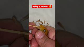 Being A Mother 🥹 #Fish #Fishvideo