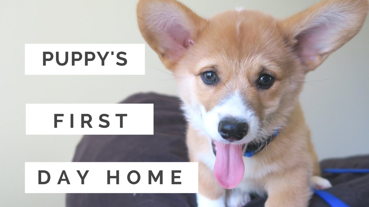 Puppy's 1st Day Home | Vet Check Up!