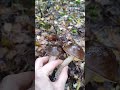 Koźlarz babka bliźniaki 😁🫶🏻😃👍🏻🍄🍁🍂 #grzyby #mushroom #las #grzybobranie #jesień #odpoczynek