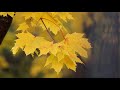 George Winston - Autumn Longing (Visualizer)