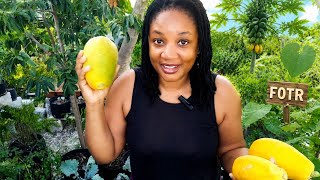 How To Grow Papayas Successfully/You Can Grow Papayas/Giving You The Seeds To Do So 