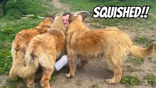 These GIANT DOGS Love Cuddles!